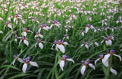 Steam新一周销量榜 Deck再次登顶